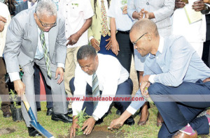 Minister of Science, Technology, Energy, and Mining Phillip Paulwell is assisted by principal of the University of the West Indies, Mona, Professor Archibald McDonald (left), and Government MP Raymond Pryce in planting the first legal ganja tree on the university’s campus. Standing at left is Minister of Justice Senator Mark Golding. (Photo: Aston Spaulding)